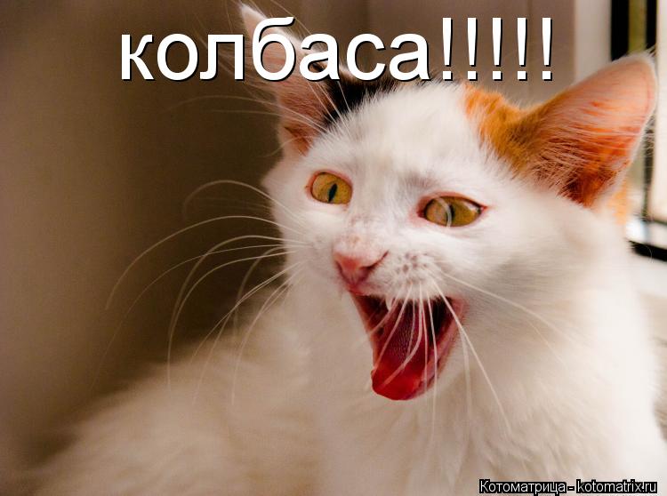 Котоматрица: колбаса!!!!!