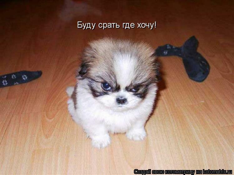 Котоматрица: Буду срать где хочу!