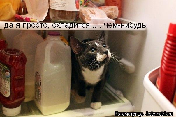 да я просто, охладится..... чем-нибудь... Котоматрица: да я просто, охладится..... чем-нибудь