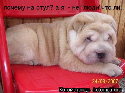 почему на стул? а я - не "люди"что ли........ Котоматрица: почему на стул? а я - не "люди"что ли.....