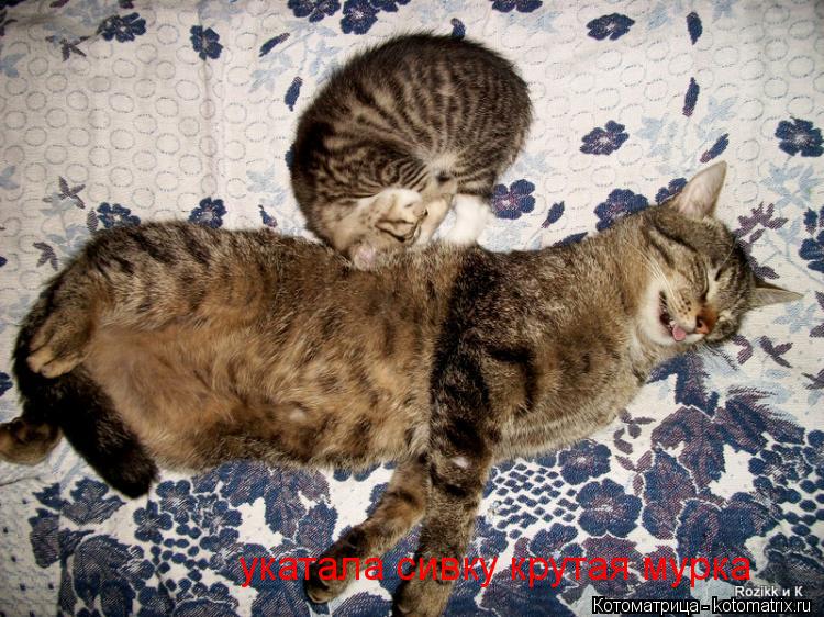 укатала сивку крутая мурка... Котоматрица: укатала сивку крутая мурка