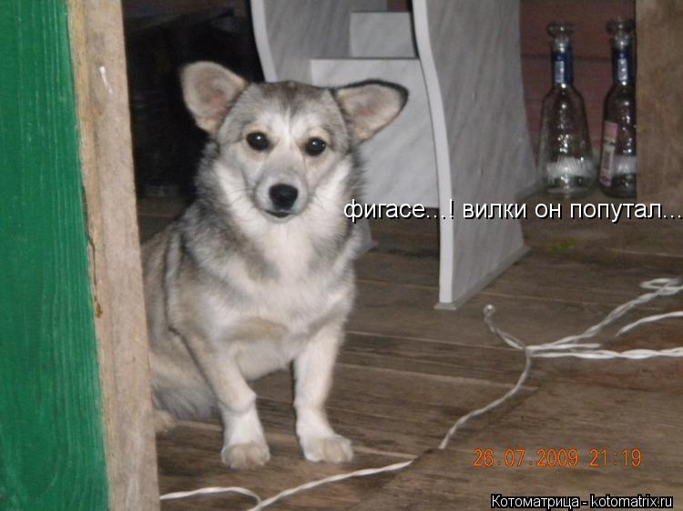 фигасе...! вилки он попутал...... Котоматрица: фигасе...! вилки он попутал...