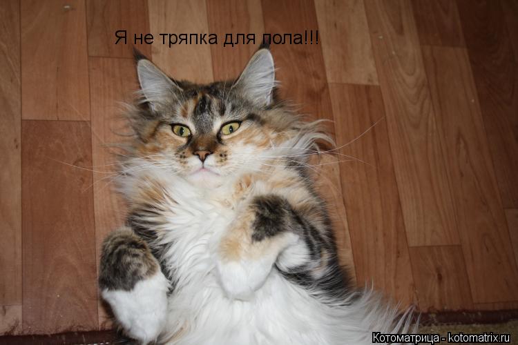 Я не тряпка для пола!!!... Котоматрица: Я не тряпка для пола!!!