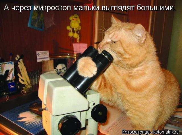 Котоматрица: А через микроскоп мальки выглядят большими.