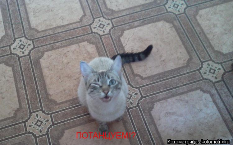 ПОТАНЦУЕМ!?... Котоматрица: ПОТАНЦУЕМ!?