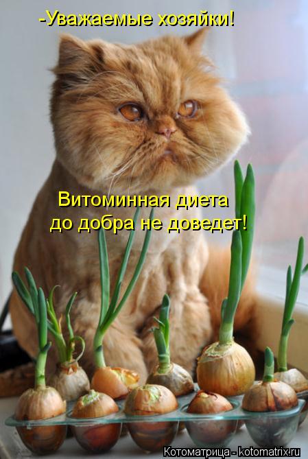 -Уважаемые хозяйки! Витоминная диета до добра не доведет!... Котоматрица: -Уважаемые хозяйки! Витоминная диета до добра не доведет!