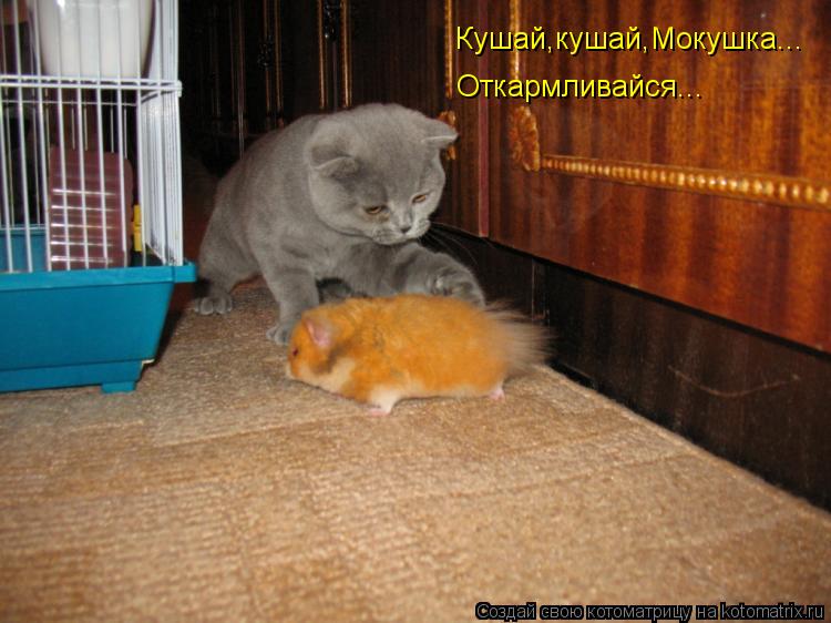 Котоматрица: Кушай,кушай,Мокушка... Откармливайся...