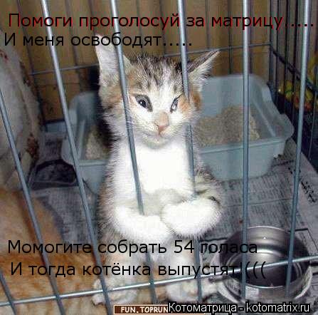 Котоматрица: Помоги проголосуй за матрицу..... Помоги проголосуй за матрицу..... И меня освободят..... Момогите собрать 54 голаса И тогда котёнка выпустят!(((