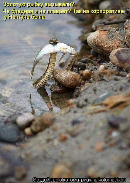Котоматрица: Золотую рыбку вызывали? Че бледная и не плавает? Так на корпоративе  у Нептуна была