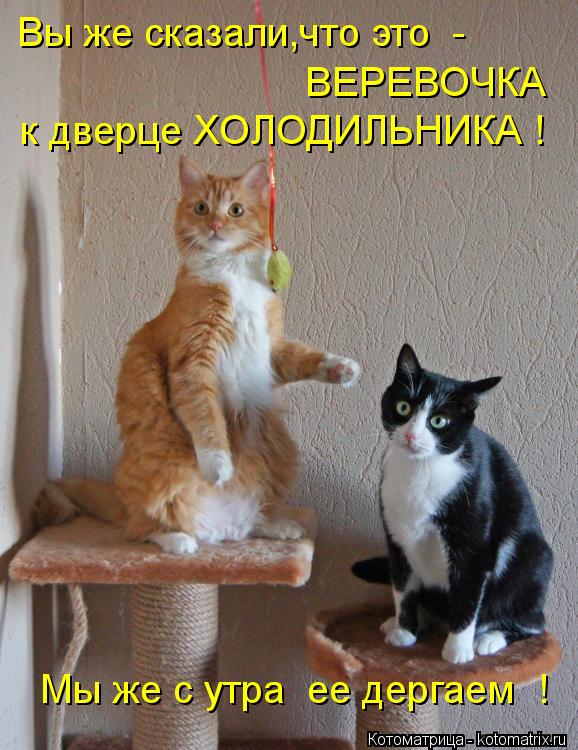 Вы же сказали,что это - ВЕРЕВОЧКА к дверце ХОЛОДИЛЬНИКА ! Мы же с утра ее дергаем !... Котоматрица: Вы же сказали,что это - ВЕРЕВОЧКА к дверце ХОЛОДИЛЬНИКА ! Мы же с утра ее дергаем !