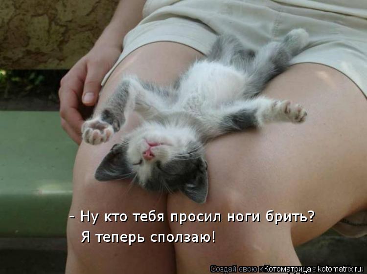 Котоматрица: - Ну кто тебя просил ноги брить? Я теперь сползаю!