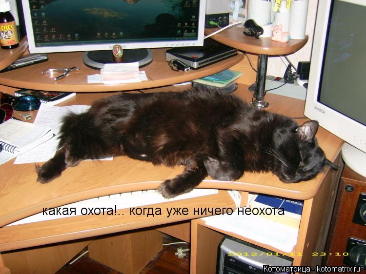 какая охота!.. когда уже ничего неохота... Котоматрица: какая охота!.. когда уже ничего неохота