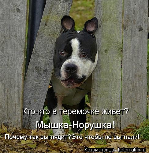 Котоматрица: Кто-кто в теремочке живет? Мышка-Норушка! Почему так выглядит?Это чтобы не выгнали!
