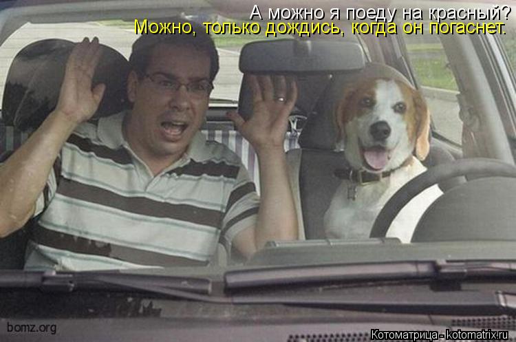 Котоматрица: А можно я поеду на красный? Можно, только дождись, когда он погаснет.