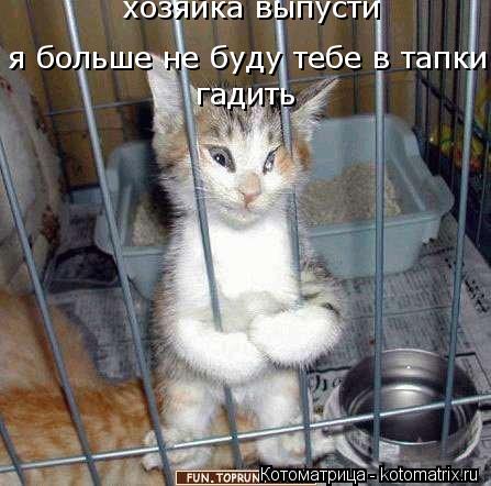 Котоматрица: хозяйка выпусти я больше не буду тебе в тапки  гадить