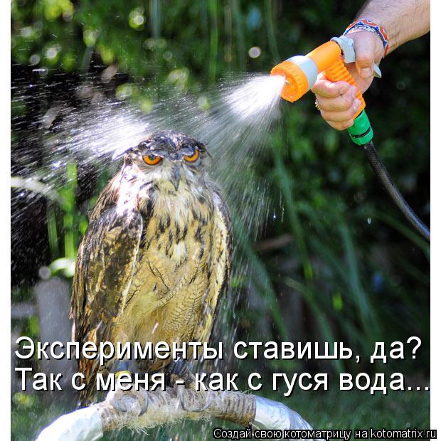 Так с меня - как с гуся вода... Эксперименты ставишь, да?... Котоматрица: Так с меня - как с гуся вода... Эксперименты ставишь, да?