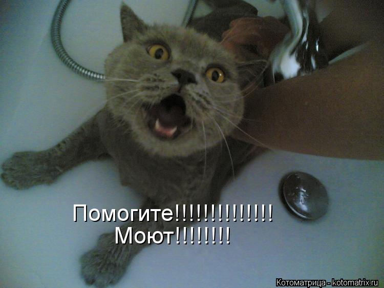 Помогите!!!!!!!!!!!!!! Моют!!!!!!!!... Котоматрица: Помогите!!!!!!!!!!!!!! Моют!!!!!!!!