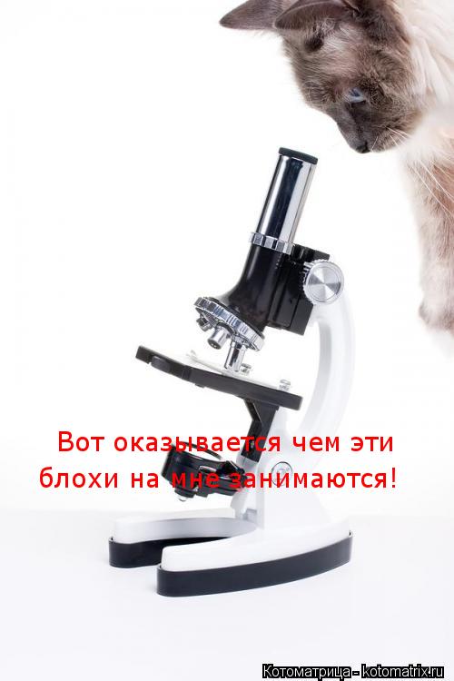 Котоматрица: Вот оказывается чем эти  блохи на мне занимаются!