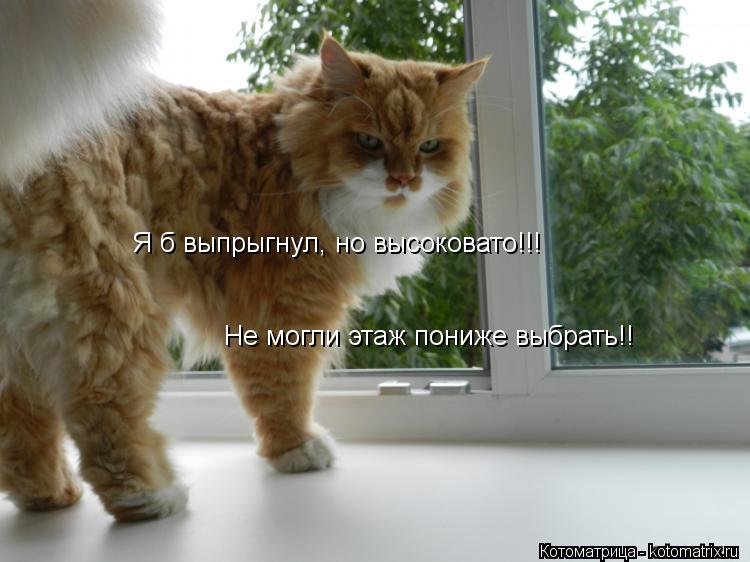 Котоматрица: Я б выпрыгнул, но высоковато!!!  Не могли этаж пониже выбрать!!