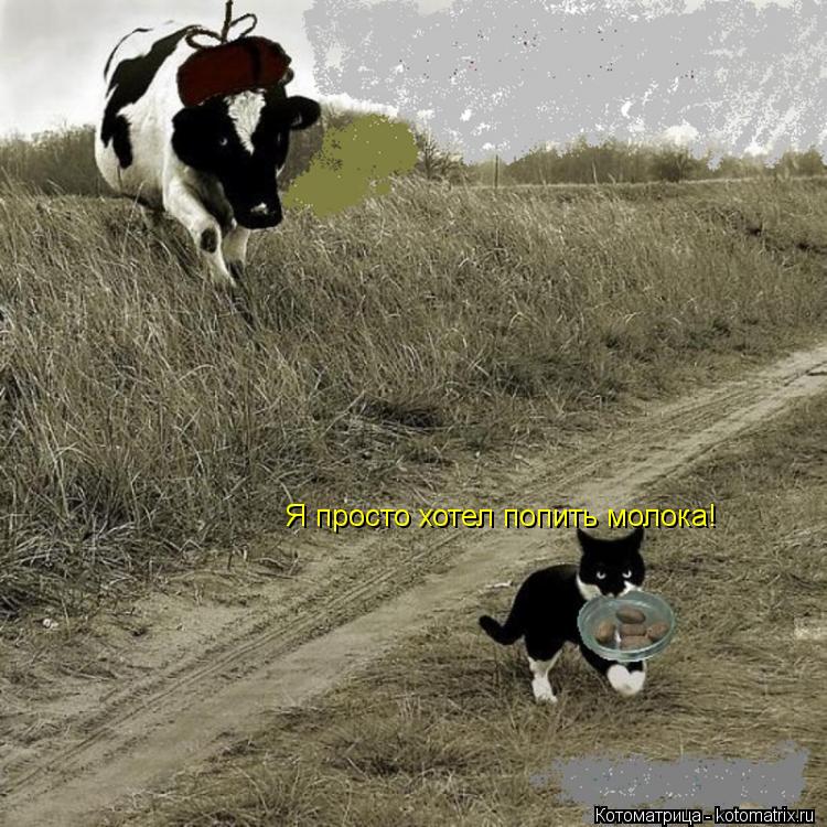 Я просто хотел попить молока!... Котоматрица: Я просто хотел попить молока!