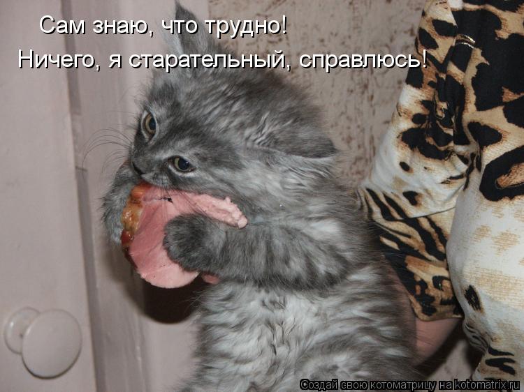 Котоматрица: Сам знаю, что трудно!  Ничего, я старательный, справлюсь!
