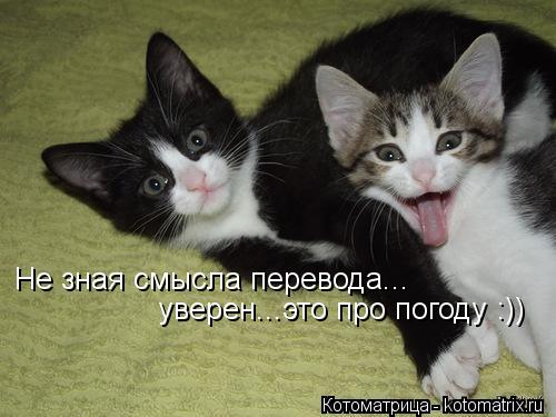 Котоматрица: Не зная смысла перевода... уверен...это про погоду :))