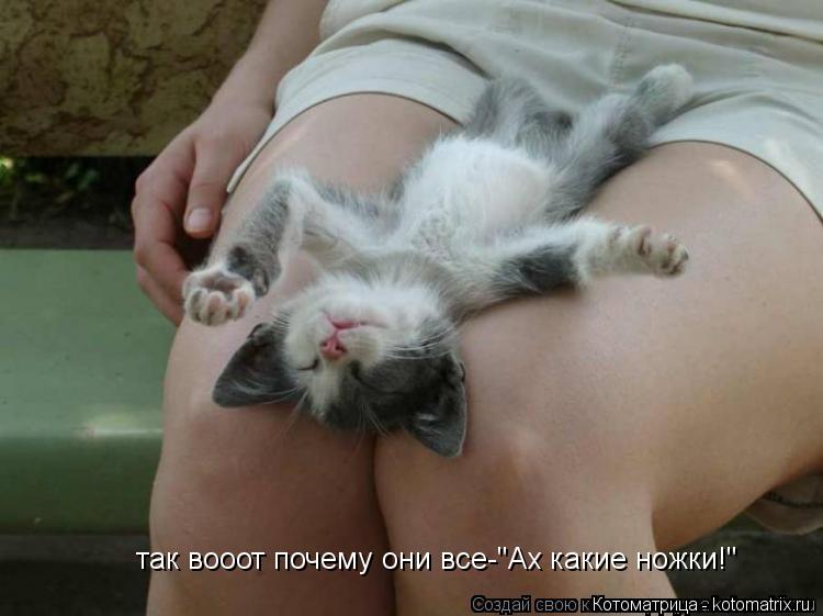 Котоматрица: так вооот почему они все-"Ах какие ножки!"