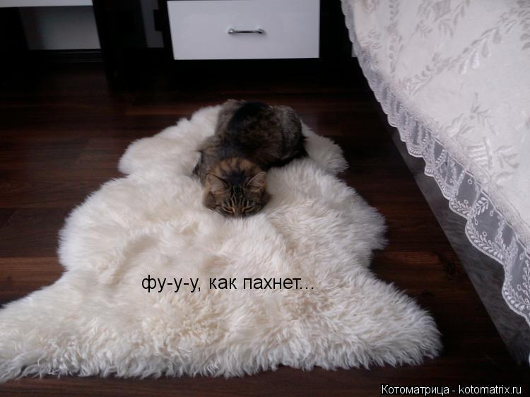 фу-у-у, как пахнет...... Котоматрица: фу-у-у, как пахнет...