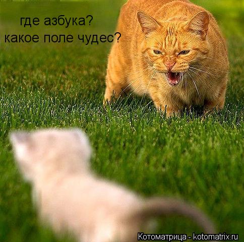 где азбука? какое поле чудес?... Котоматрица: где азбука? какое поле чудес?