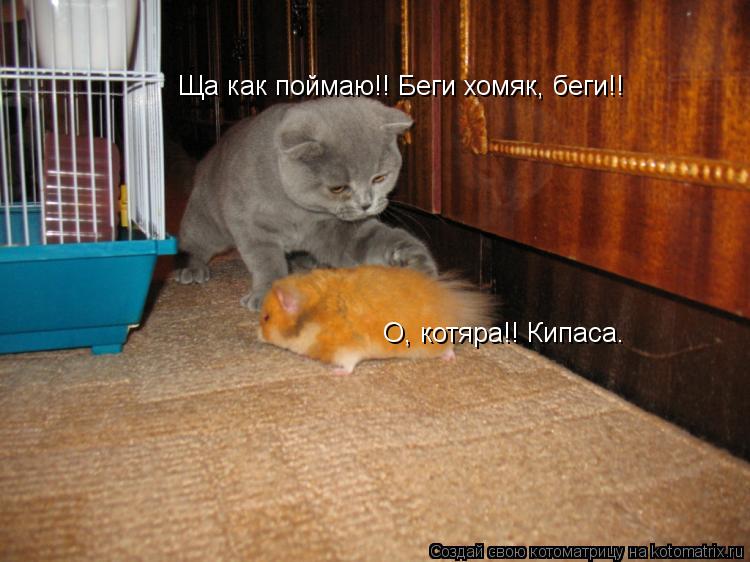 Котоматрица: Ща как поймаю!! Беги хомяк, беги!! О, котяра!! Кипаса.