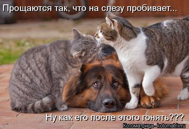 Котоматрица: Прощаются так, что на слезу пробивает... Ну как его после этого гонять???