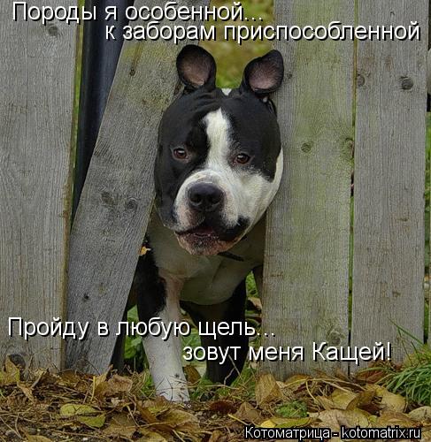 Породы я особенной... к заборам приспособленной Пройду в любую щель... зовут меня Кащей!... Котоматрица: Породы я особенной... к заборам приспособленной Пройду в любую щель... зовут меня Кащей!
