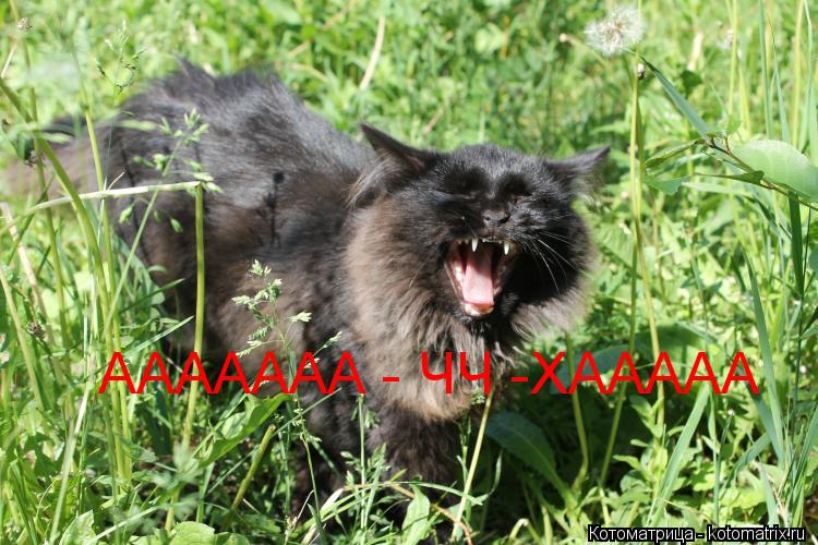 Котоматрица: ААААААА - ЧЧ -ХААААА