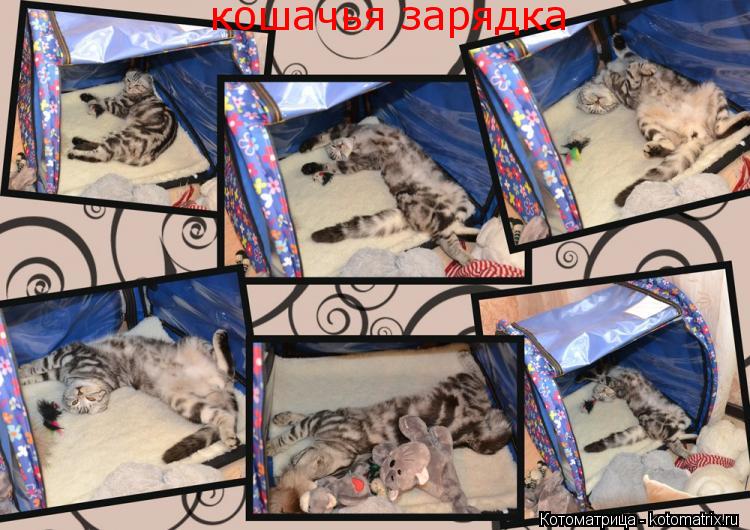 кошачья зарядка... Котоматрица: кошачья зарядка