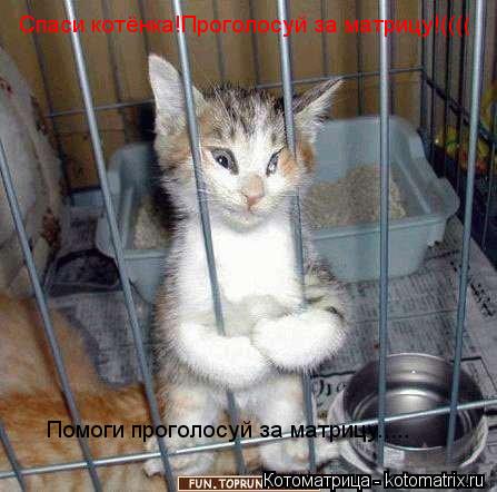Котоматрица: Спаси котёнка!Проголосуй за матрицу!((((  Помоги проголосуй за матрицу.....