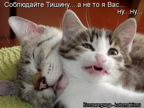 Котоматрица: Соблюдайте Тишину....а не то я Вас... ну...ну...