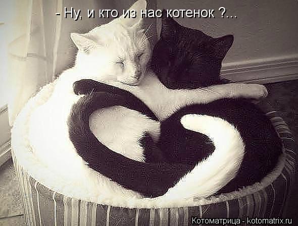 Котоматрица: - Ну, и кто из нас котенок ?...
