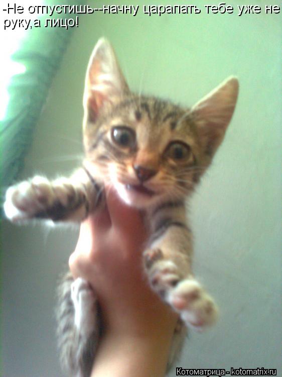 Котоматрица: -Не отпустишь--начну царапать тебе уже не руку,а лицо!