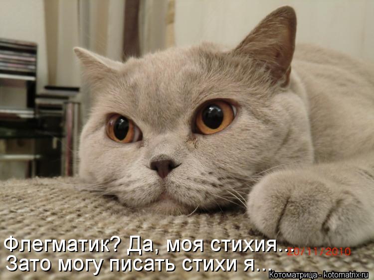 Котоматрица: Флегматик? Да, моя стихия... Зато могу писать стихи я...