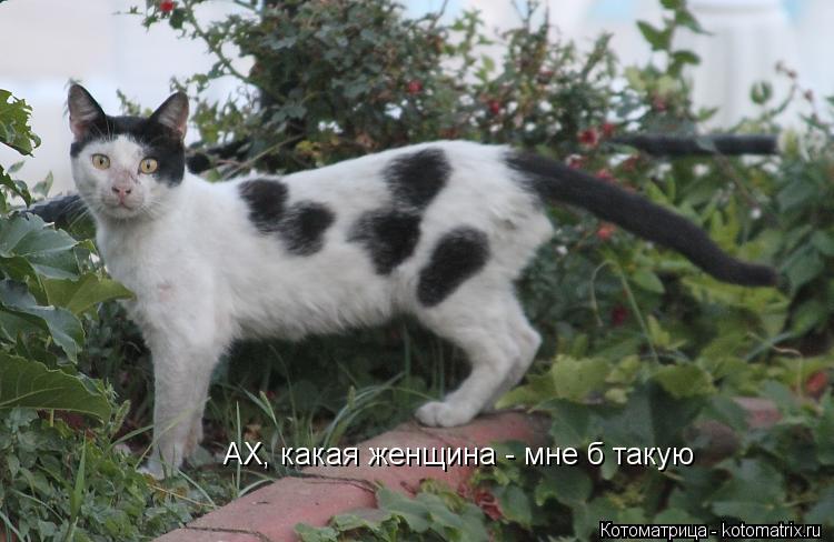 АХ, какая женщина - мне б такую... Котоматрица: АХ, какая женщина - мне б такую