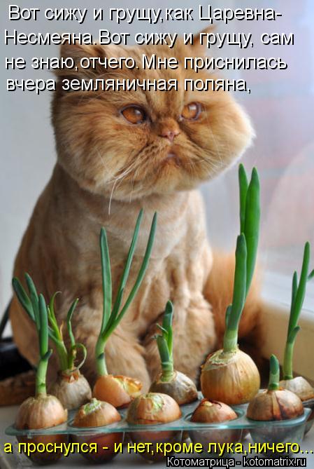 Котоматрица: Вот сижу и грущу,как Царевна- Несмеяна.Вот сижу и грущу, сам  не знаю,отчего.Мне приснилась  вчера земляничная поляна, а проснулся - и нет,кром