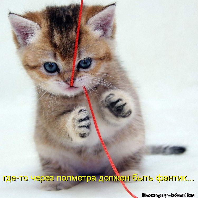 Котоматрица: где-то через полметра должен быть фантик...