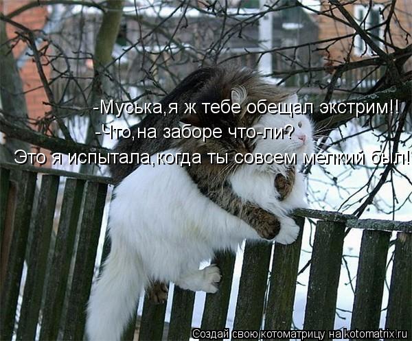 Котоматрица: -Муська,я ж тебе обещал экстрим!! -Что,на заборе что-ли? Это я испытала,когда ты совсем мелкий был!!