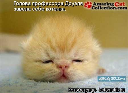 Голова профессора Доуэля завела себе котенка.... Котоматрица: Голова профессора Доуэля завела себе котенка.