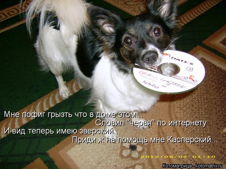 Мне пофиг грызть что в доме этом... Словил "червя" по интернету И вид теперь имею зверский... Приди ж... Котоматрица: Мне пофиг грызть что в доме этом... Словил "червя" по интернету И вид теперь имею зверский... Приди ж на помощь мне Касперский...