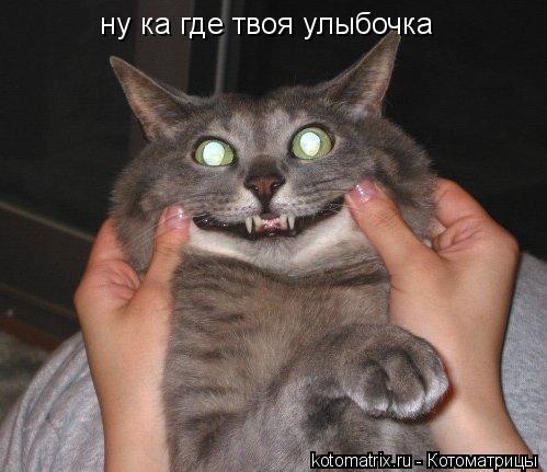 Котоматрица: ну ка где твоя улыбочка