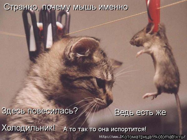 Странно, почему мышь именно Здесь повесилась? Ведь есть же Холодильник! А то так то она испортится!... Котоматрица: Странно, почему мышь именно Здесь повесилась? Ведь есть же Холодильник! А то так то она испортится!