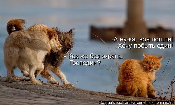 Котоматрица: -А ну-ка, вон пошли!  Хочу побыть один!  - Как же без охраны,   Господин?...