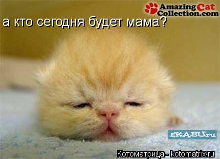 а кто сегодня будет мама?... Котоматрица: а кто сегодня будет мама?