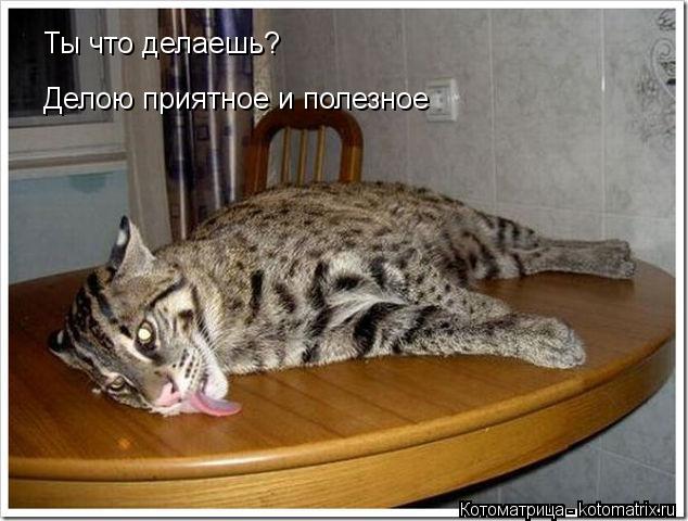 Котоматрица: Ты что делаешь? Делою приятное и полезное